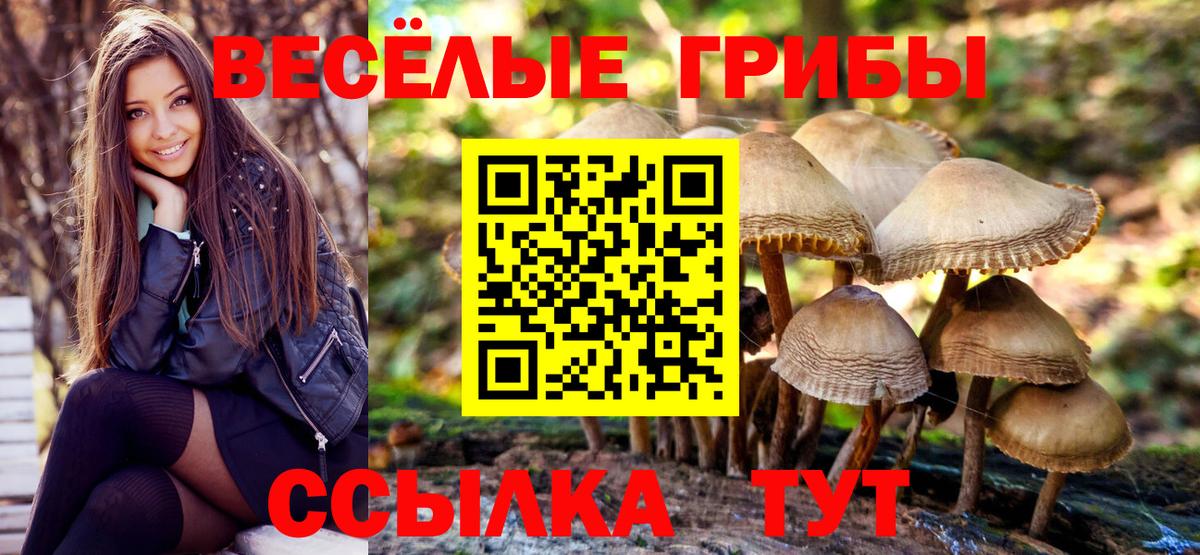 Псилоцибиновые грибы GOLDEN TEACHER  Псилоцибиновые грибы Cubensis  Вход с VPN  наркошоп  Волгодонск 